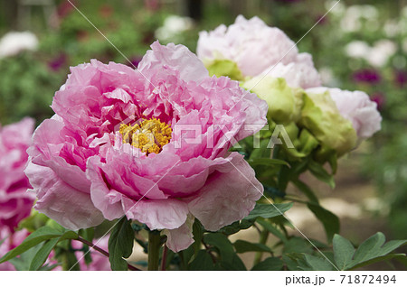 牡丹園に牡丹の花が咲いています このピンク色の牡丹の花の名前は花競 ハナキソイ です の写真素材