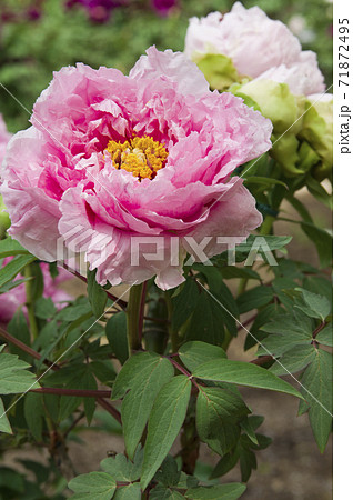 牡丹園に牡丹の花が咲いています このピンク色の牡丹の花の名前は花競 ハナキソイ です の写真素材
