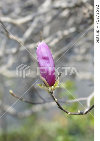 Magnolia tree 71872592