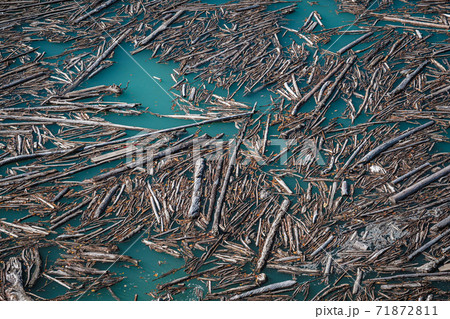 流木の行き着く場所 流木の行き着く場所 71872811