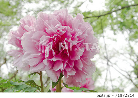 牡丹園に牡丹の花が咲いています このピンク色の牡丹の花の名前は島根聖代 シマネセイダイ です の写真素材
