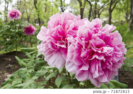 牡丹園に牡丹の花が咲いています このピンク色の牡丹の花の名前は島根聖代 シマネセイダイ です の写真素材