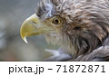 オジロワシ顔アップ 71872871