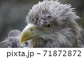 オジロワシ顔アップ 71872872
