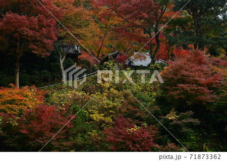 清閑寺の紅葉 清閑寺の紅葉 71873362