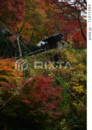 清閑寺の紅葉 清閑寺の紅葉 71873364