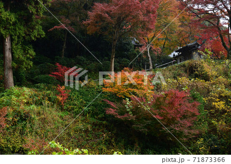 清閑寺の紅葉 清閑寺の紅葉 71873366