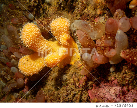 A closeup picture of sea squirts and dead man's fingers coral. Picture from the Weather Islands, Skagerack Sea, Sweden 71873453