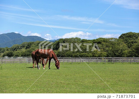 牧場の風景(北海道新冠町) 牧場の風景(北海道新冠町) 71873701