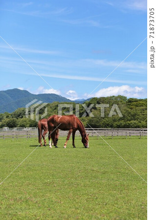 牧場の風景（北海道新冠町） 71873705
