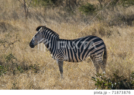 Common Zebra, South, Africa Common Zebra, South, Africa 71873876