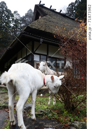 ＜京都府＞「かやぶきの里」の古民家の軒先で飼われたヤギ 71873962