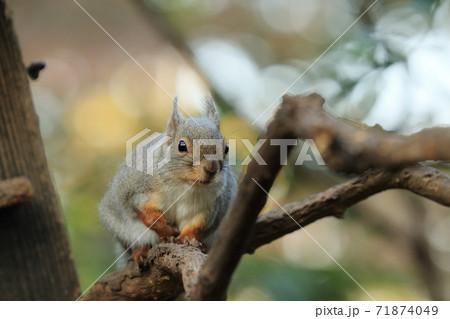枝の上の二ホンリス 71874049