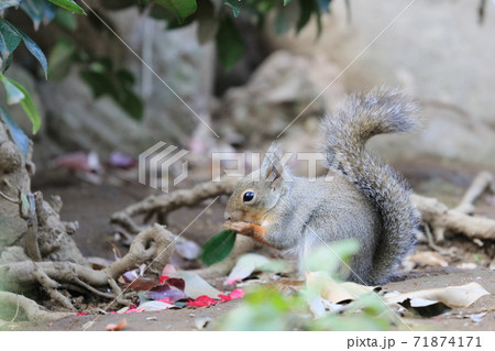 花びらを食べる二ホンリス 71874171