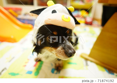 年賀 犬 年賀 犬 71874192