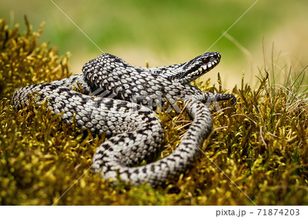 Dangerous common viper basking twisted on green moss in summer nature Dangerous common viper basking twisted on green moss in summer nature 71874203