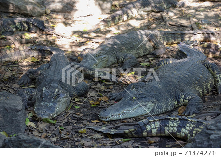 Close up crocodile rest near the river in thailand. Close up crocodile rest near the river in thailand. 71874271