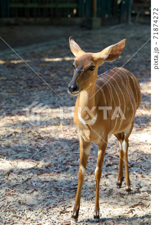 The Nyala baby is stay in garden at thailand The Nyala baby is stay in garden at thailand 71874272
