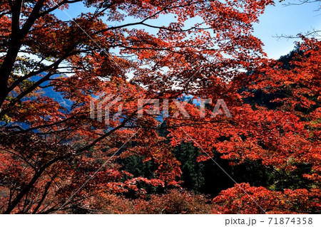 埼玉県白雲山 鳥居観音の紅葉の写真素材