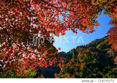 埼玉県白雲山 鳥居観音の紅葉の写真素材