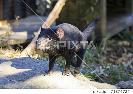 タスマニアデビル 多摩動物公園の写真素材