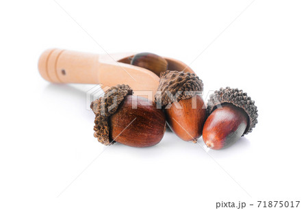 brown acorn, isolated on white background 71875017