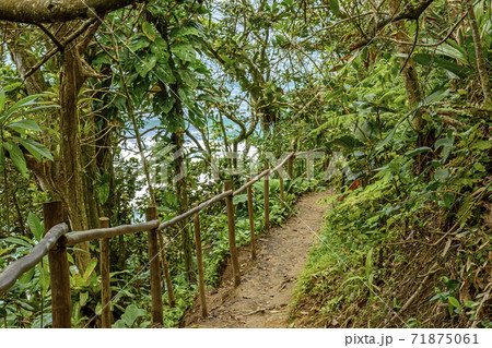 Path through the dense vegetation of the Atlantic forest Path through the dense vegetation of the Atlantic forest 71875061