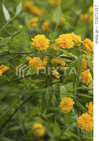 この黄色の花の名前はヤマブキです の写真素材
