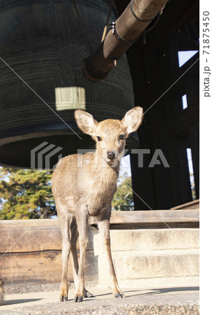 奈良公園の鹿 奈良公園の鹿 71875450