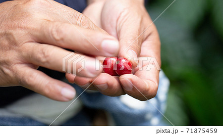 Fresh red coffee red cherry coffee bean in hands Fresh red coffee red cherry coffee bean in hands 71875459