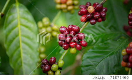Coffee beans ripening, fresh coffee,red berry branch, industry agriculture on tree in North of thailand Coffee beans ripening, fresh coffee,red berry branch, industry agriculture on tree in North of thailand 71875460