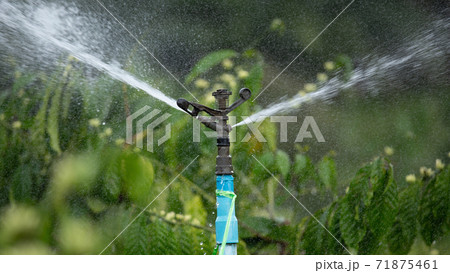 Water sprinkler system in the coffee plantation. Water sprinkler system in the coffee plantation. 71875461