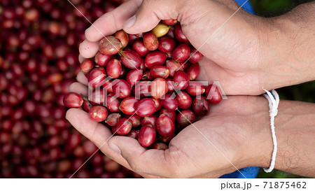 Fresh red coffee red cherry coffee bean in hands 71875462