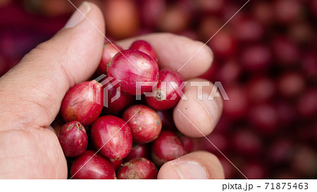 Fresh red coffee red cherry coffee bean in hands Fresh red coffee red cherry coffee bean in hands 71875463