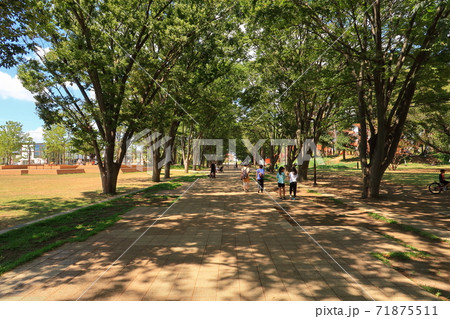 【町田市】鶴間公園のけやき並木 【町田市】鶴間公園のけやき並木 71875511