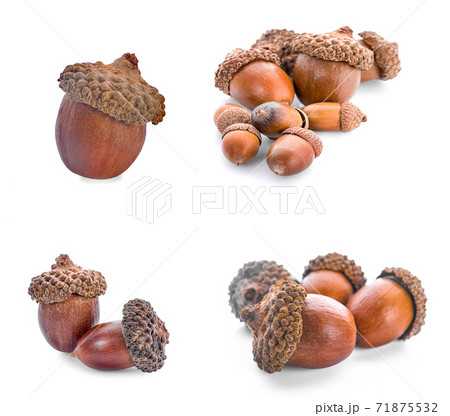 acorns on a white background ,close up 71875532