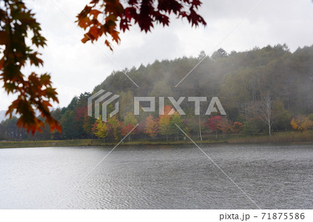 白樺高原と女神湖の紅葉(八ヶ岳中信高原国定公園) 白樺高原と女神湖の紅葉(八ヶ岳中信高原国定公園) 71875586