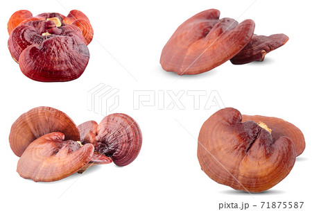 Ganoderma Lucidum Mushroom an isolated on white background Ganoderma Lucidum Mushroom an isolated on white background 71875587