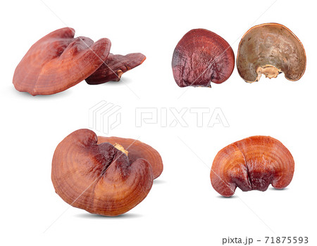 Ganoderma Lucidum Mushroom an isolated on white background 71875593