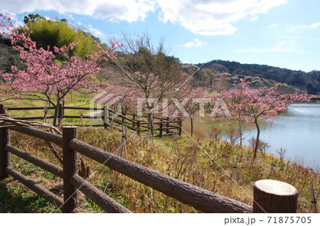 佐久間ダム湖親水公園の頼朝桜（河津桜）【千葉県鋸南町】 71875705