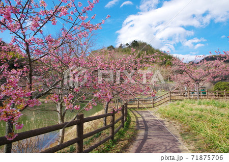 佐久間ダム湖親水公園の頼朝桜(河津桜)【千葉県鋸南町】 佐久間ダム湖親水公園の頼朝桜(河津桜)【千葉県鋸南町】 71875706