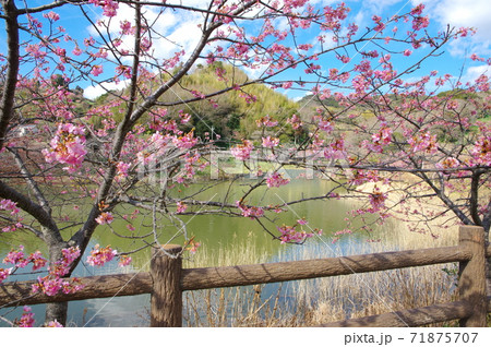 佐久間ダム湖親水公園の頼朝桜（河津桜）【千葉県鋸南町】 71875707