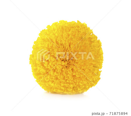 marigold is isolated on a white background 71875894