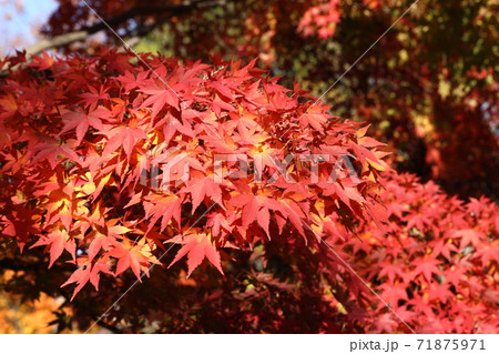 秋の紅葉 ヤマモミジ 秋の紅葉 ヤマモミジ 71875971