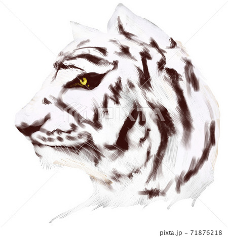 ホワイトタイガー横顔のイラスト素材