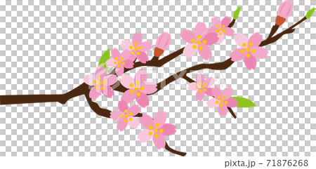桜の枝 イラスト 71876268