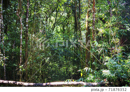 ジャングル ボルネオ島 ジャングル ボルネオ島 71876352