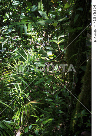 ジャングル ボルネオ島の写真素材