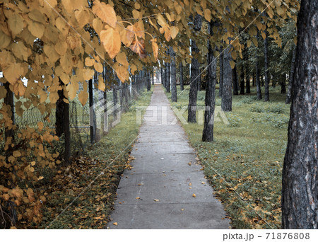 Path in autumn park 71876808