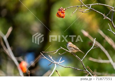 柿の木枝に留まって日光浴をするスズメ 71877551